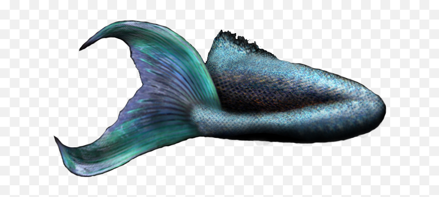 Mermaid Tail 2 Psd Official Psds - Realistic Mermaid Tail Png,Tail Transparent