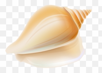 Pin By Judy Liber - Beach Ocean Seashell Transparent Conch Shell Clipart Png,Under The Sea Png