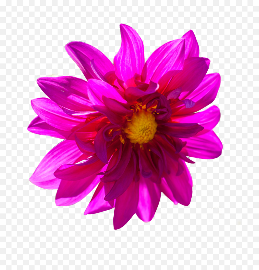 Dark Pink Flower Png - Portable Network Graphics,Pink Flowers Png