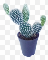 Bunny Ears Cactus - Ear Cactus Png