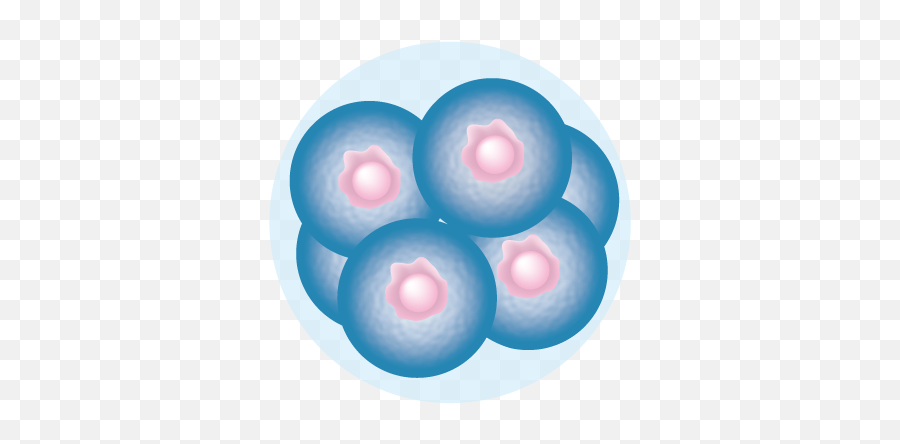 8 - Embryo Cell Png,Embryo Png