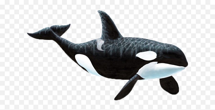 Orca - Transparent Killer Whale Png,Killer Whale Png