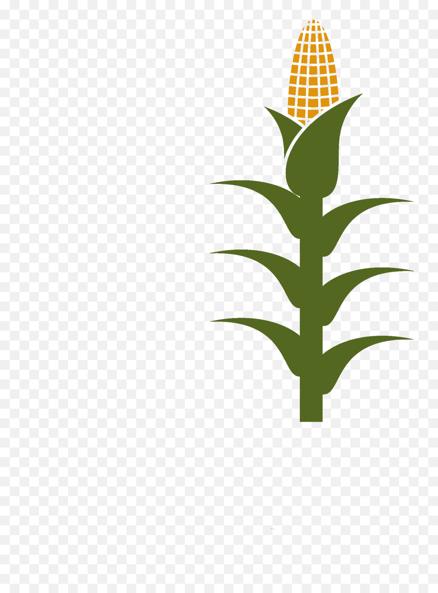 Picture - Corn Crop Clipart Png,Corn Plant Png