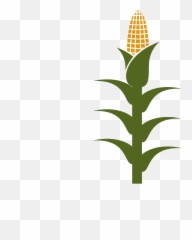 Picture - Corn Crop Clipart png