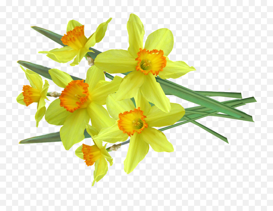 Daffodil Spring Flowers - Free Photo On Pixabay Daffodil Png,Daffodil Png