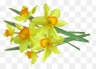 Daffodil Spring Flowers - Free Photo On Pixabay Daffodil Png,Daffodil Png