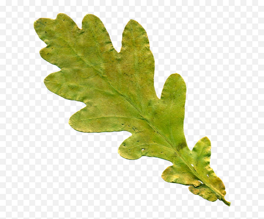 Sheet Oak Leaf Yellowed - Feuille Chene Png,Oak Leaf Png