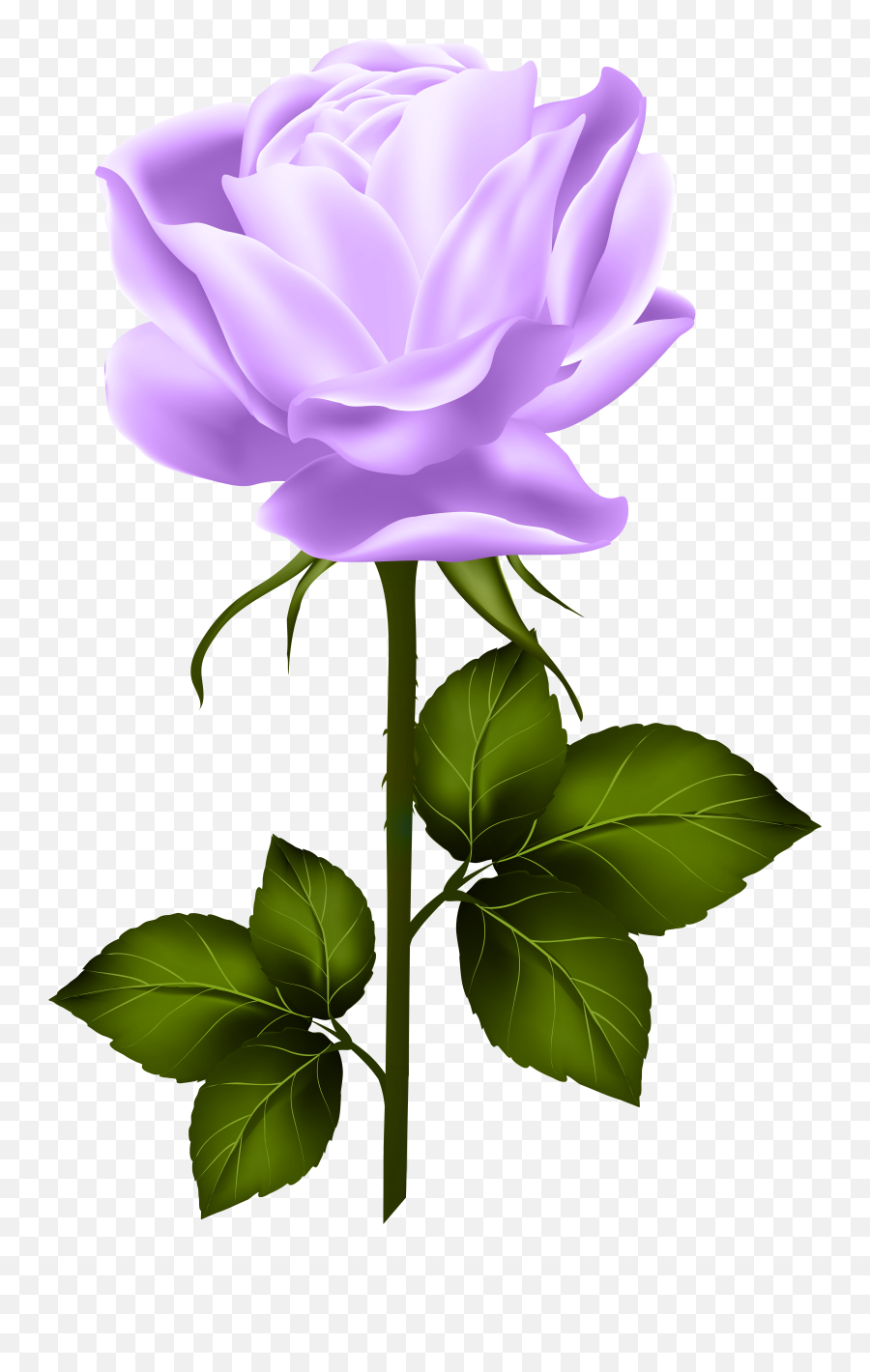 Hybrid Tea Roses Single Rose - Hd Image Of Yellow Rose Png,Single Rose Png