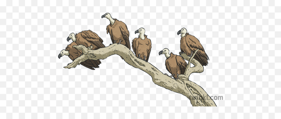 Griffon Vultures Carrion Birds Six Branch Animals Ks2 - Griffon Vulture Png,Vulture Transparent