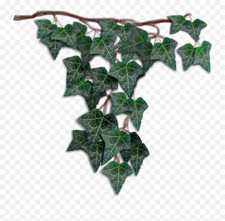 Hanging Ivy Png - Ivy,Hanging Ivy Png
