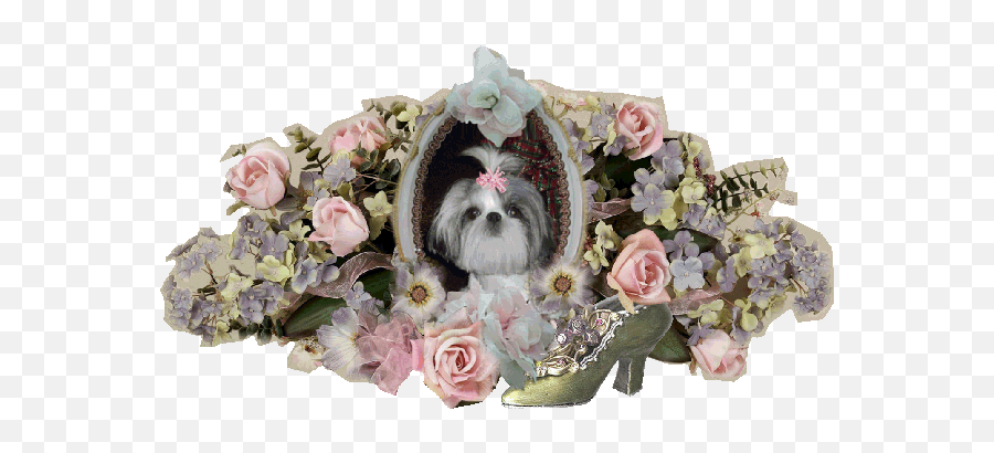 Teacup Shih Tzu Breeder U0026 Puppies For Sale In California - Dog Clothes Png,Shih Tzu Png