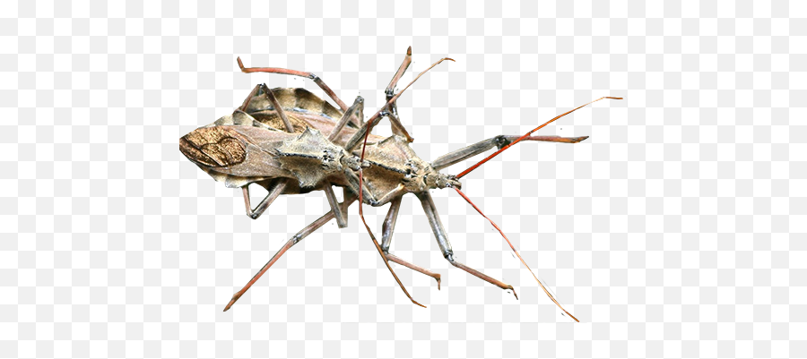 Kissing Bug Transparent Png - Western Conifer Seed Bug,Bugs Png