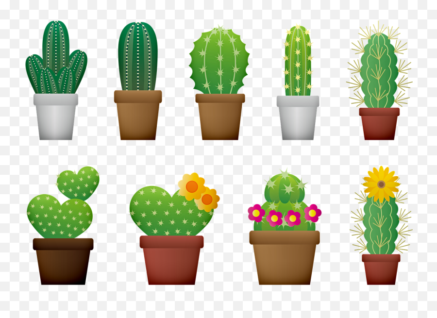 Cactus Cacti Flower - Cacti Cactus Png,Cacti Png