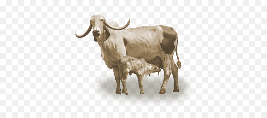 Download Hd Vaca Leiteira Gir Eva - Vaca E Bezerro Png,Vaca Png