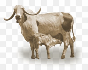Download Hd Vaca Leiteira Gir Eva - Vaca E Bezerro Png,Vaca Png