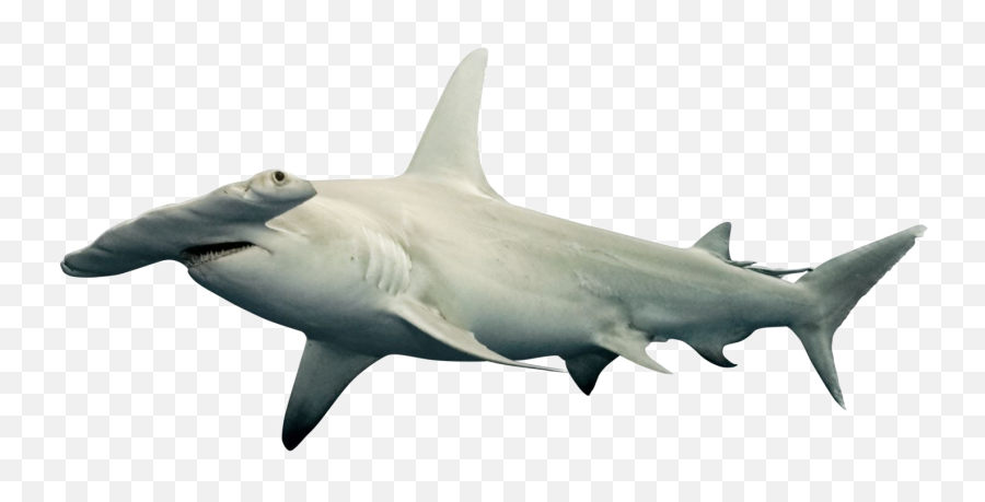 Shark Png Free Download Arts - Great Hammerhead Shark Png,Shark Png