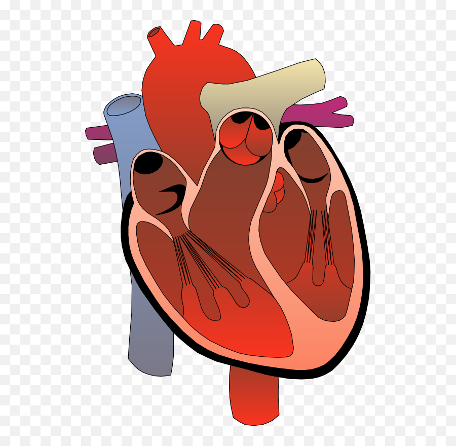 Human Heart Png Files Clipart - Medical Heart Clip Art,Anatomical Heart Png