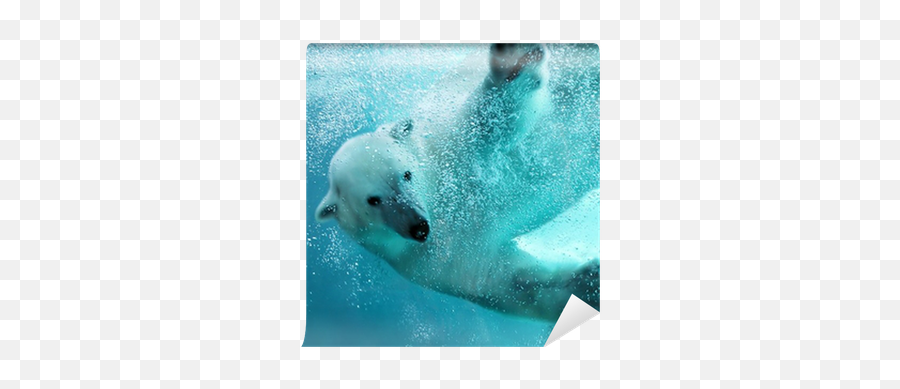 Wall Mural Polar Bear Underwater Attack - Pixersus Polar Bear Webbed Paws Png,Ice Bear Icon