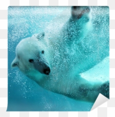 Wall Mural Polar Bear Underwater Attack - PIXERSUS Bear Webbed Paws png