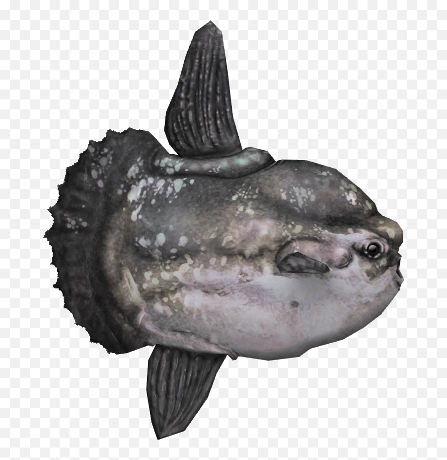 Ocean Sunfish - Mola Mola Fish Png,Ocean Fish Png