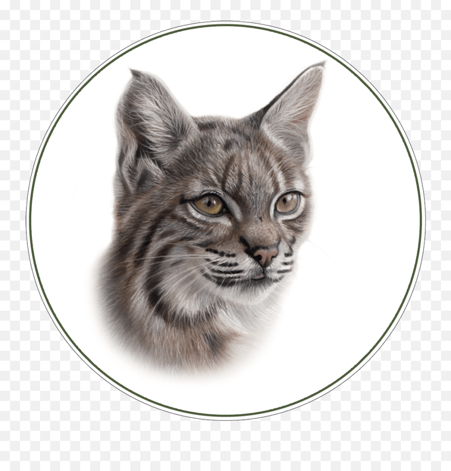 Bobcat Photo Tour In Northern California Cat Expeditions - Domestic Cat Png,Calm Icon For Cats