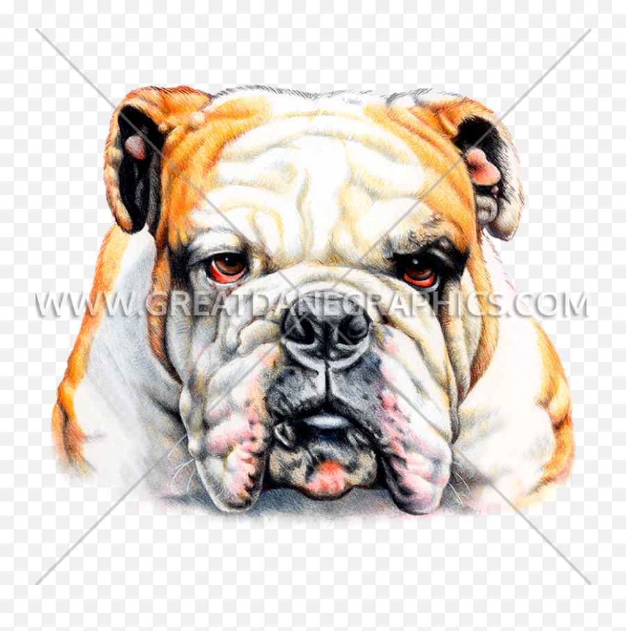 Bulldog Face Front Production Ready Artwork For T - Shirt Png,Bulldog Transparent Background