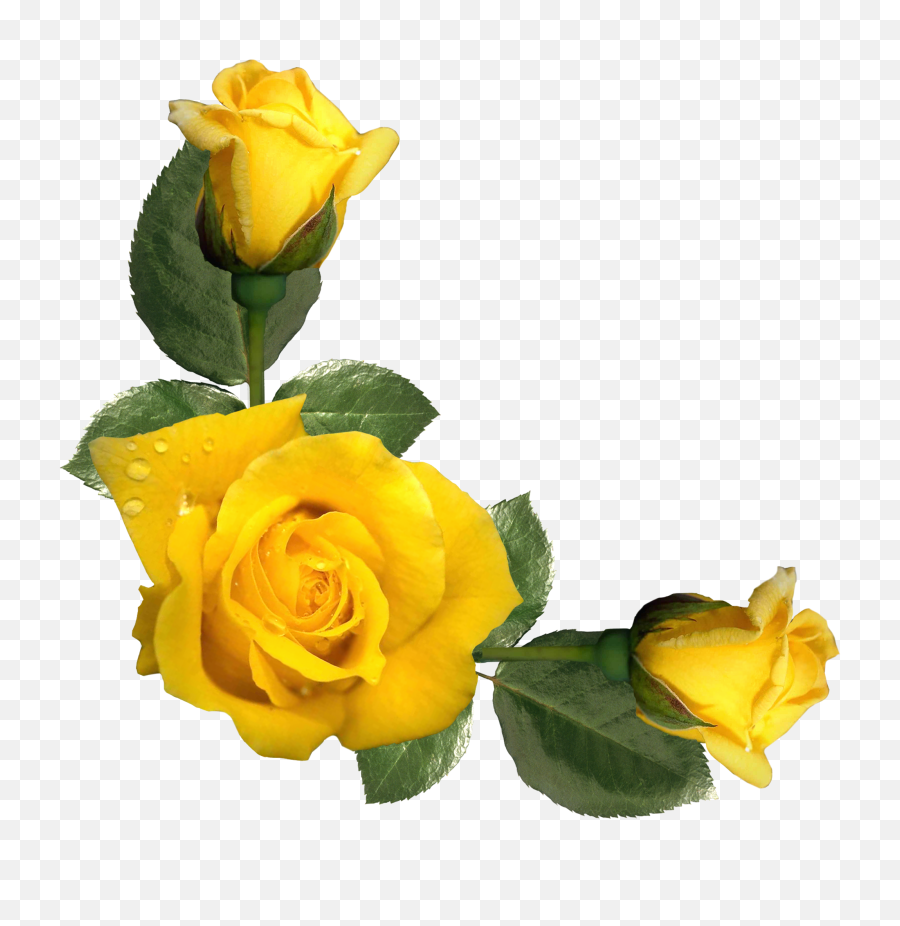 Beautiful Yellow Roses Decor Png Image Rosas Amarillas - Yellow Rose Border  Clip Art Free,????? Png - free transparent png images 
