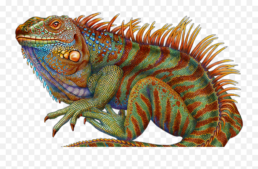 Home - Colorful Lizard Drawing Png,Iguana Png