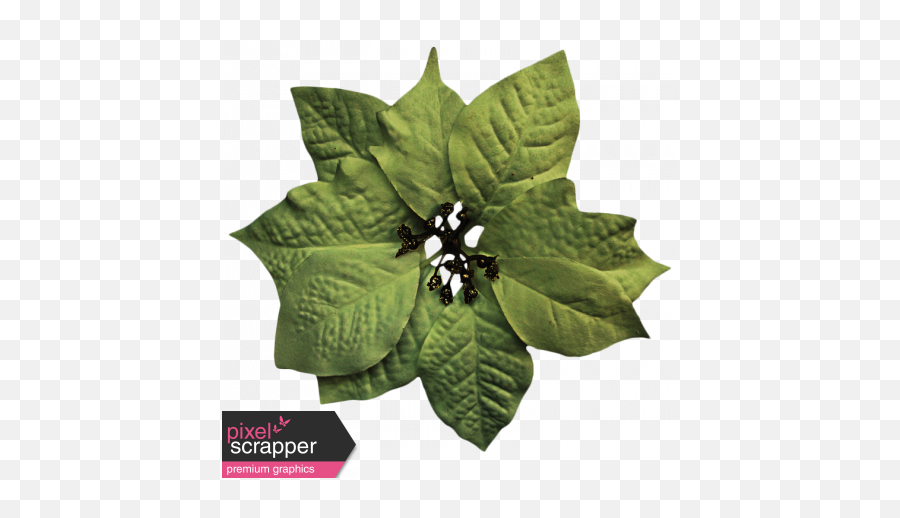 Itu0027s Christmas - Green Poinsettia Graphic By Sheila Reid Poinsettia Png,Poinsettia Png