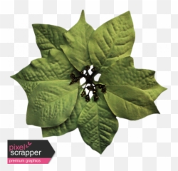 Itu0027s Christmas - Green Poinsettia Graphic By Sheila Reid Poinsettia Png,Poinsettia Png