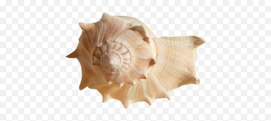 Conch Shell Png Clipart Background Play - Sea Shells Png,Shell Png