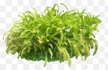 Pin - Ferns Photoshop png