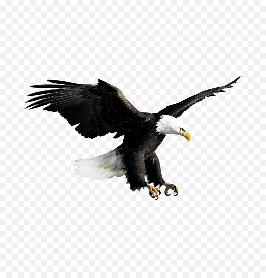 Bald Eagle Head Png - Bald Eagle Flying Png Transparent Eagle Transparent Background,Bald Head Png