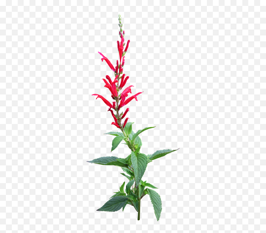 Herb Pineapple Sage Flower - Pineapple Sage White Background Png,Sage Png