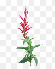 Herb Pineapple Sage Flower - Pineapple Sage White Background Png,Sage Png