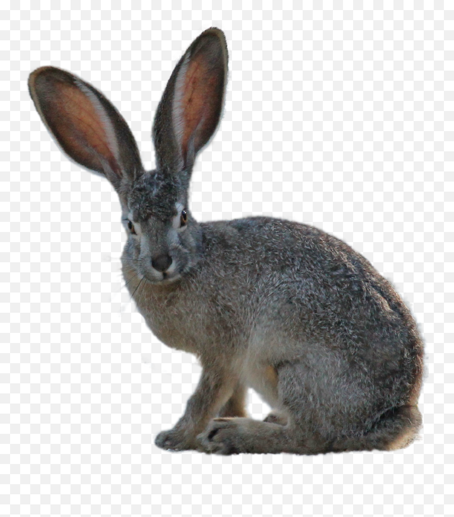 Download Kangaroo Png Image For Free - Hare Png,Rabbit Transparent