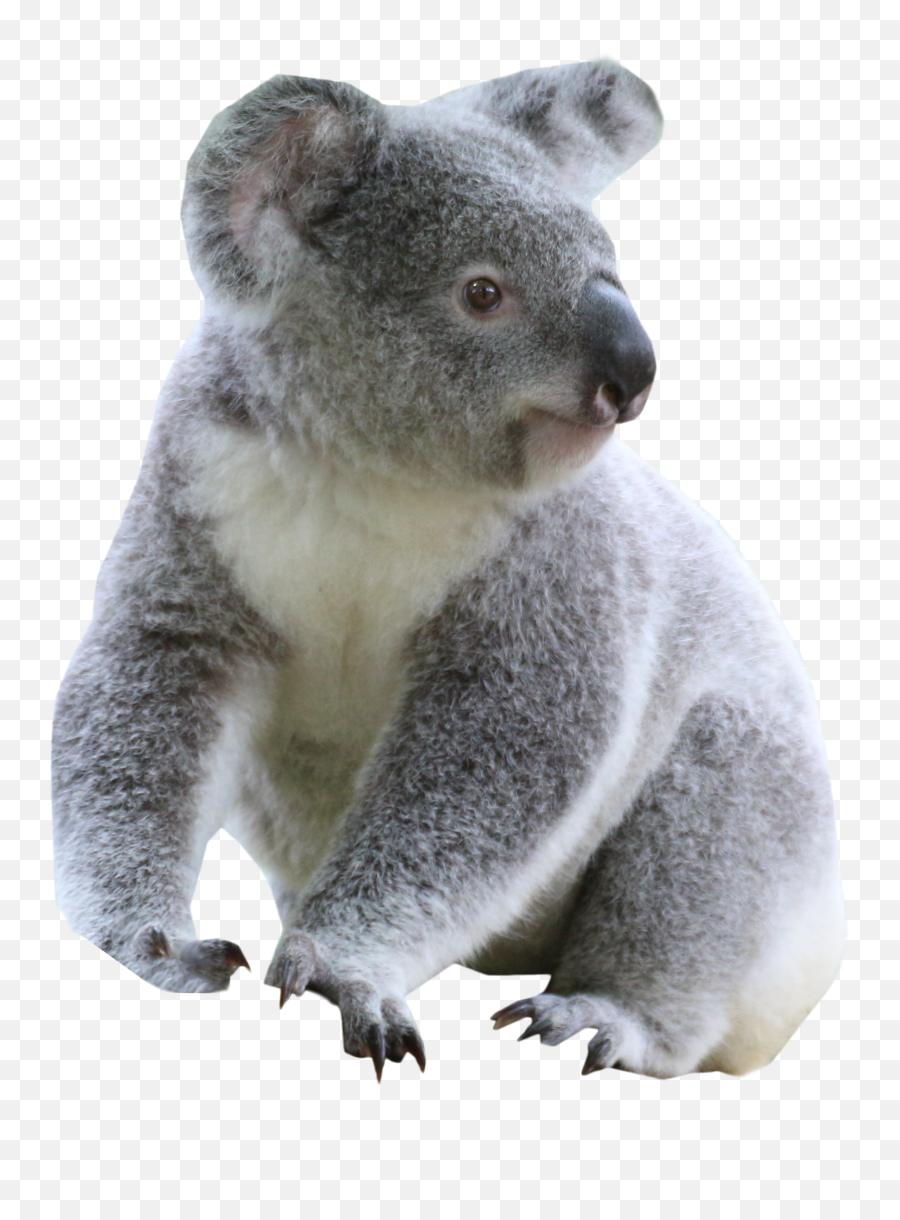 Transparent Png Clipart Free Download - Koala Transparent Background,Koala Transparent