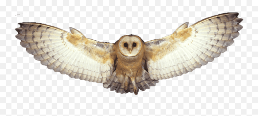 Png Owl - Barn Owl Png,Owl Transparent Background