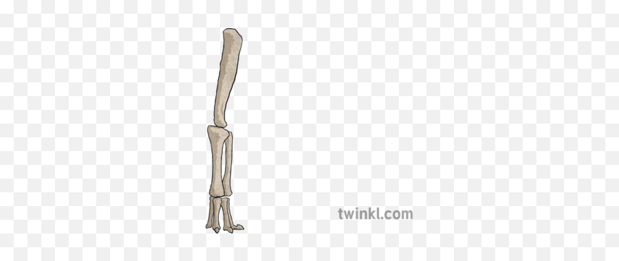 Brachiosaurus Leg Bone Animal Dinosaur Nature Extinct - Firearm Png,Brachiosaurus Png