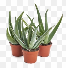 Aloe Vera Plant Transparent Image - png