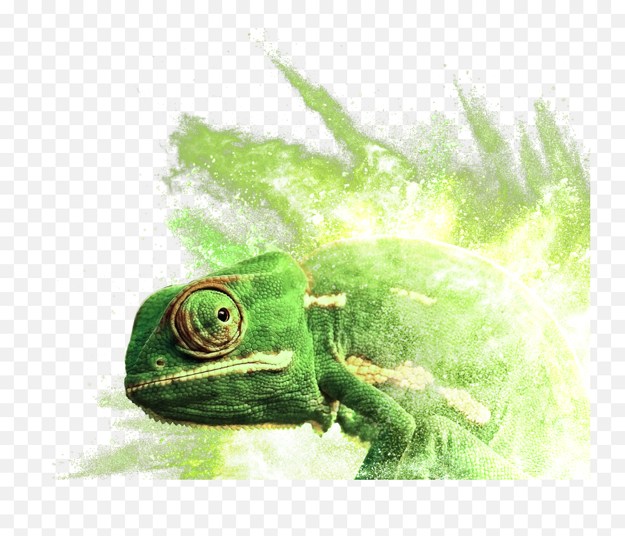 Download Common Chameleon Png Image - Common Chameleon,Chameleon Png