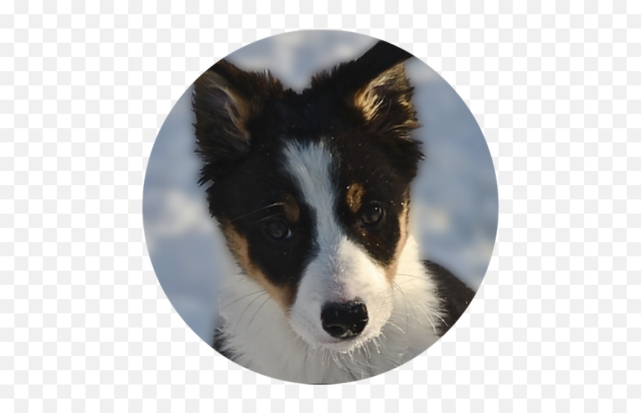 Training - Australian Collie Png,Border Collie Png