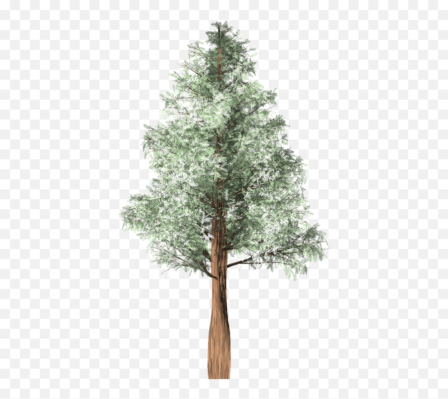 Tree Chilean Cedar Isolated - Tree Png,Cedar Tree Png