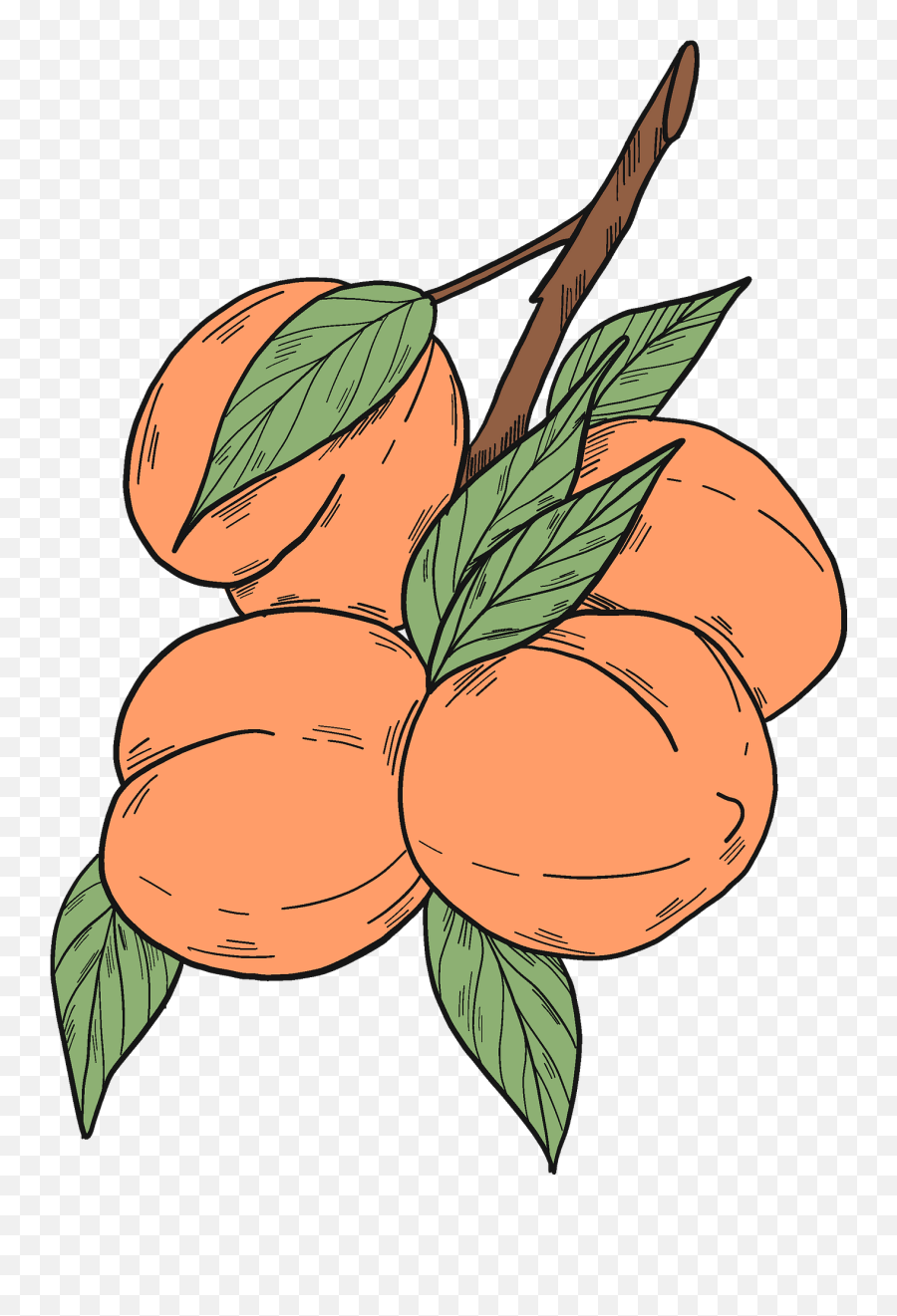Clipart - Peaches Clipart Png,Peach Png