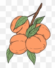 Clipart - Peaches png