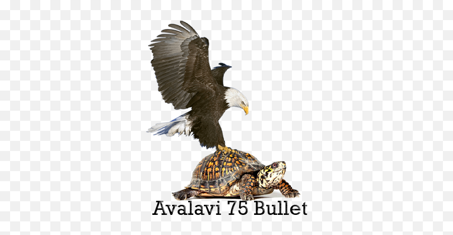 Home Page - Png Turtle,Bullet Club Png