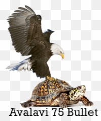 Home Page - Png Turtle,Bullet Club Png