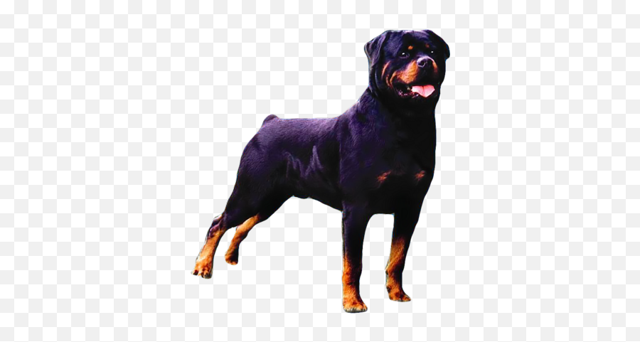 Free Rottweiler Psd Vector Graphic - Rottweiler Beautiful Transparent Background Png,Rottweiler Png