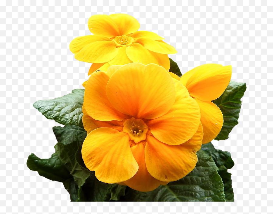 Primrose Yellow Flowers - Free Image On Pixabay Primrose Transparent Png,Yellow Flower Transparent