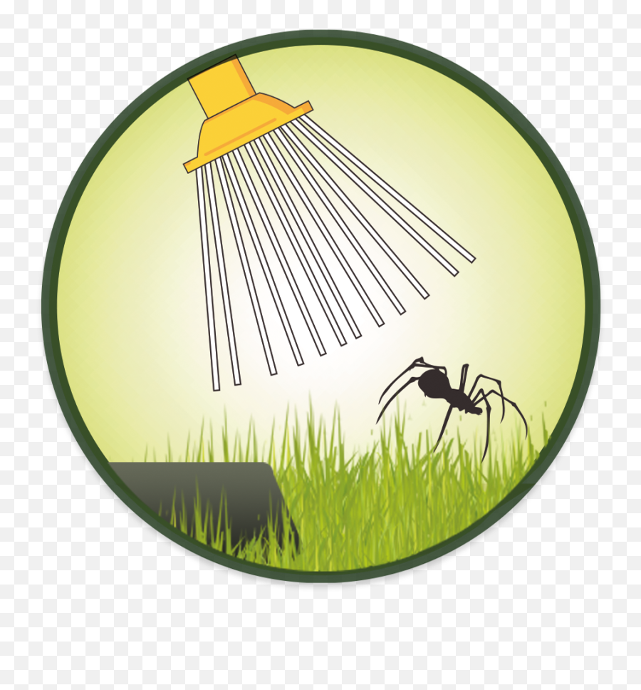 Spidercatcher - Insect Png,Spiders Png